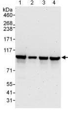 Xab2 Antibody Ab129487  Western Blot Img61188
