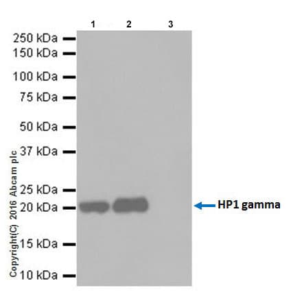 Anti-HP1 gamma/CBX3 antibody [EPR19802] - BSA and Azide free(AB223535)