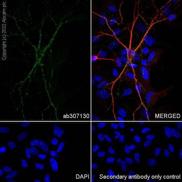 Alexa Fluor® 488 Anti-Synapsin I antibody [EPR23531-50] - Synaptic Marker(AB307130)