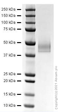 Recombinant Human IgG1 heavy chain protein(AB281799)