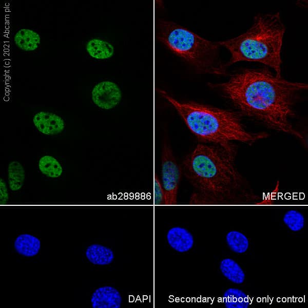 Anti-Brd4 antibody [EPR25425-23](AB289886)