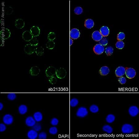 Anti-CD68 antibody [EPR20545](AB213363)