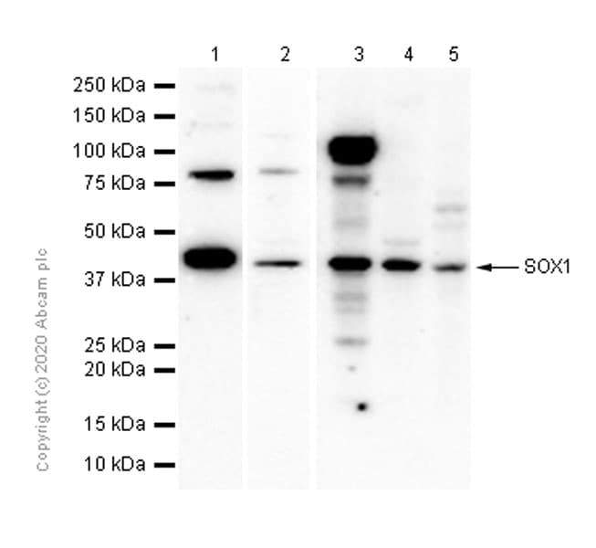 Sox1 Antibody Epr4766 Ab109290  Western Blot Img178695