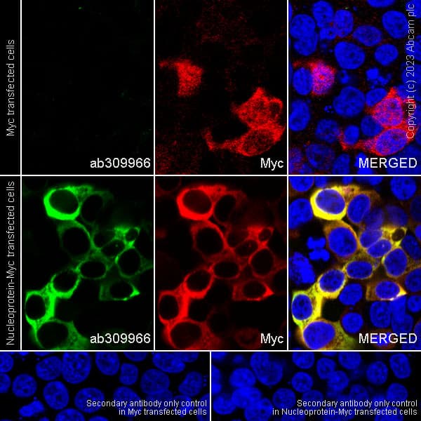 Alexa Fluor® 647 Anti-Myc tag antibody [9E10](AB223895)