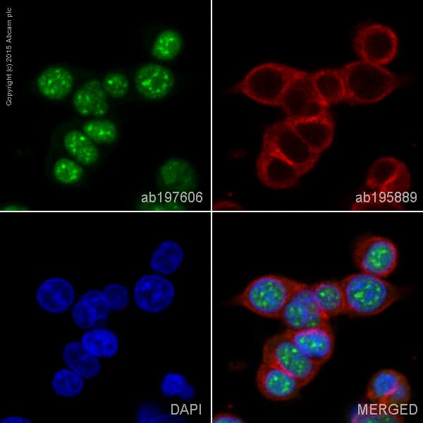Alexa Fluor 488 Brd4 Antibody Epr51502 Ab197606  Immunocytochemistry Img30263