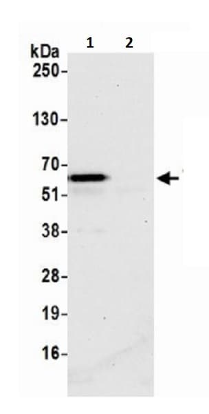 Anti-TFEB antibody(AB245350)