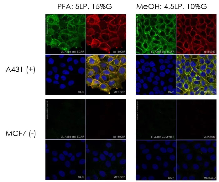 Alexa Fluor 488 Kit (Fast) ab236553 primary antibodies | Danaher Life ...