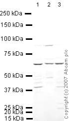 Anti-IRF5 antibody(AB21689)