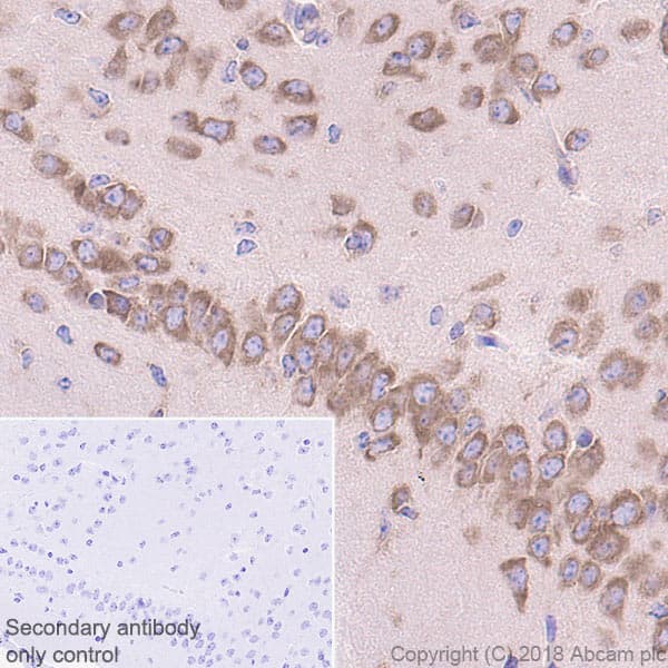 Anti-RPS6 antibody [EPR22168] - Ribosome Marker(AB225676)