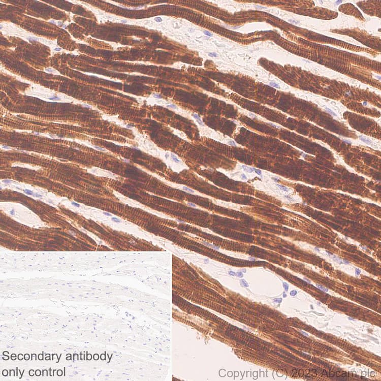 Anti-MYBPC3 antibody [EPR25673-58](AB308619)