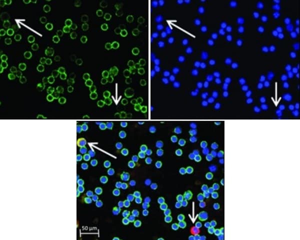 Anti-CD45 antibody [MEM-28](AB8216)