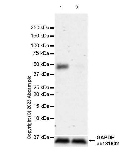 Anti-DOM3Z antibody [EPR27511-140] - BSA and Azide free(AB314125)