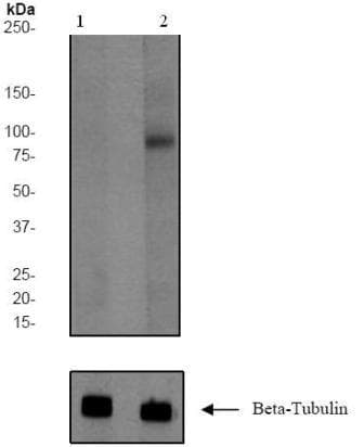 Insulin Receptor Phospho Y1185 Antibody Ep3512y Ab62321  Western Blot Img109125