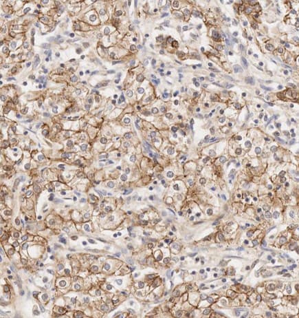 Anti-N Cadherin antibody [EPR1791-4](AB76011)