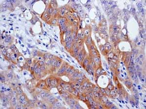 Anti-EIF2S1 (phospho S51) antibody [E90](AB32157)