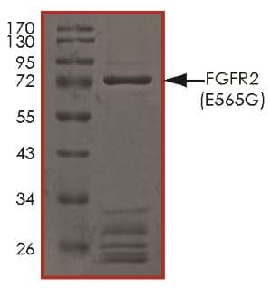 Recombinant human FGFR2 (mutated E565G) protein (Active)(AB268565)