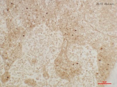 Anti-IL-17A antibody(ab79056)