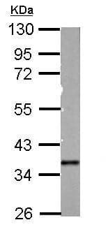 Anti-ALP antibody(AB229126)