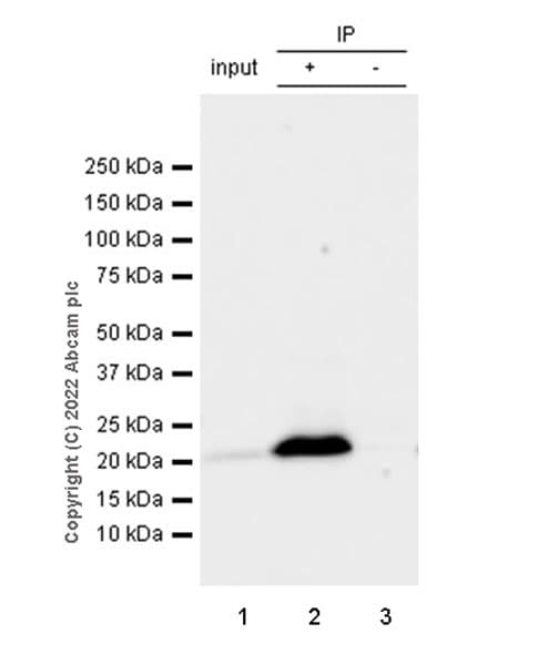 Anti-mouse IgG for IP (HRP)(AB131368)