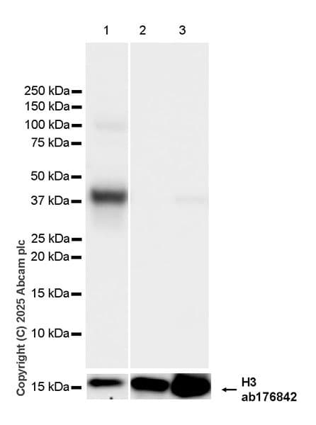 Anti-Histone H3 antibody [EPR16987] - Nuclear Marker and ChIP Grade(AB176842)