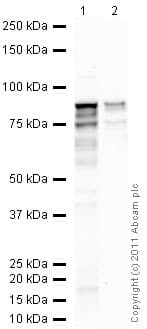 Anti-TBR2 / Eomes antibody(AB23345)
