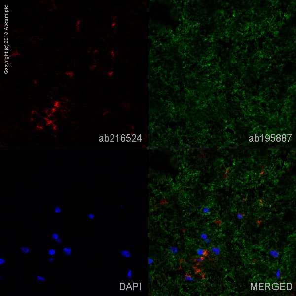 Alexa Fluor® 647 Anti-CD11b + CD11c antibody [OX42](AB216524)