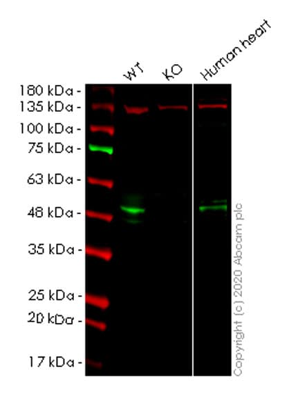 Anti-PDK4 antibody [1C2BG5](AB110336)