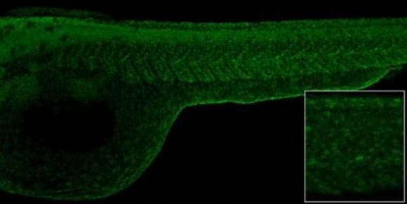 Histone H2ax Antibody Ab209980  Ihc Wholemount Img99625