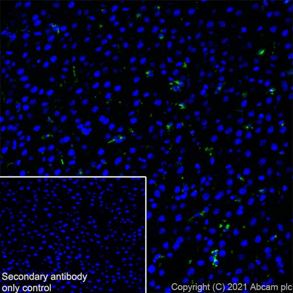 Anti-CD68 antibody [EPR23917-164](AB283654)