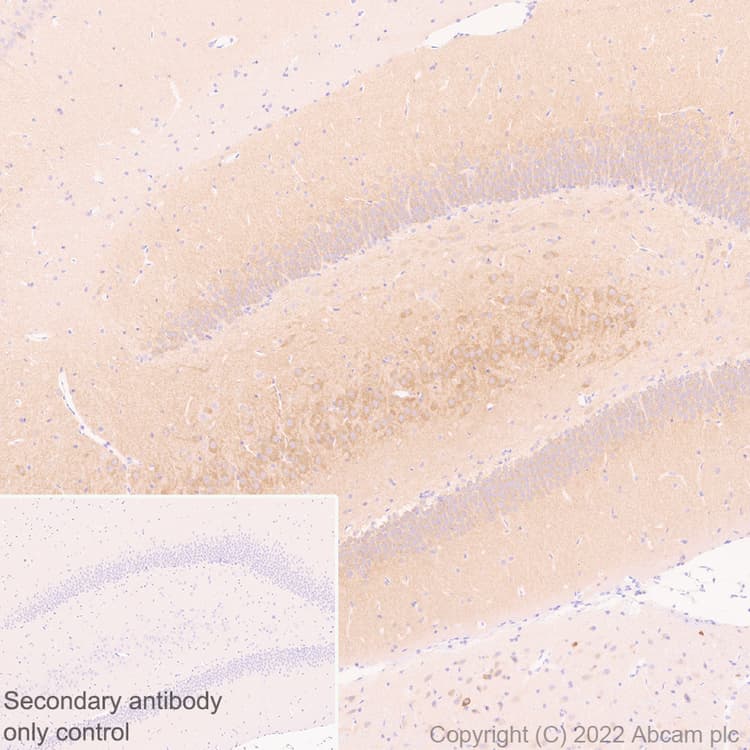 Anti-TRPC5 antibody [N67-15] - BSA and Azide Free(AB306596)
