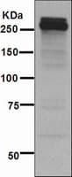 Anti-Tenascin C antibody [EPR4219](AB108930)