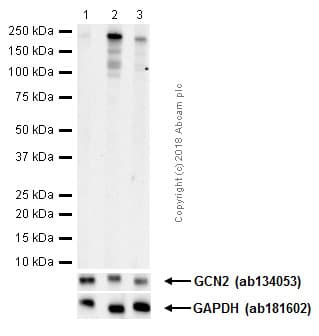 Anti-GCN2 (phospho T899) antibody [EPR2320Y](ab75836)