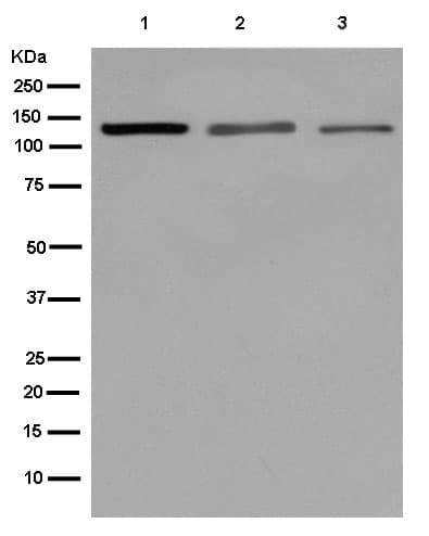Hnrnp U P120 Antibody Epr122782b Bsa And Azide Free Ab250283  Western Blot Img100363