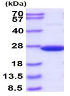 Ab93946  Sds Page Img40809