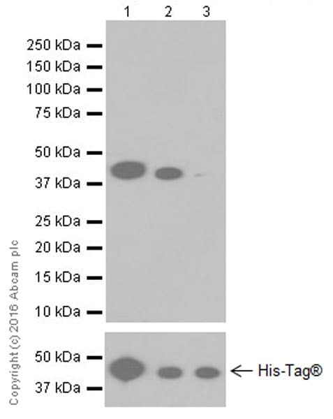 Anti-Aldolase+Aldolase C antibody [EPR19355] - BSA and Azide free(AB251296)