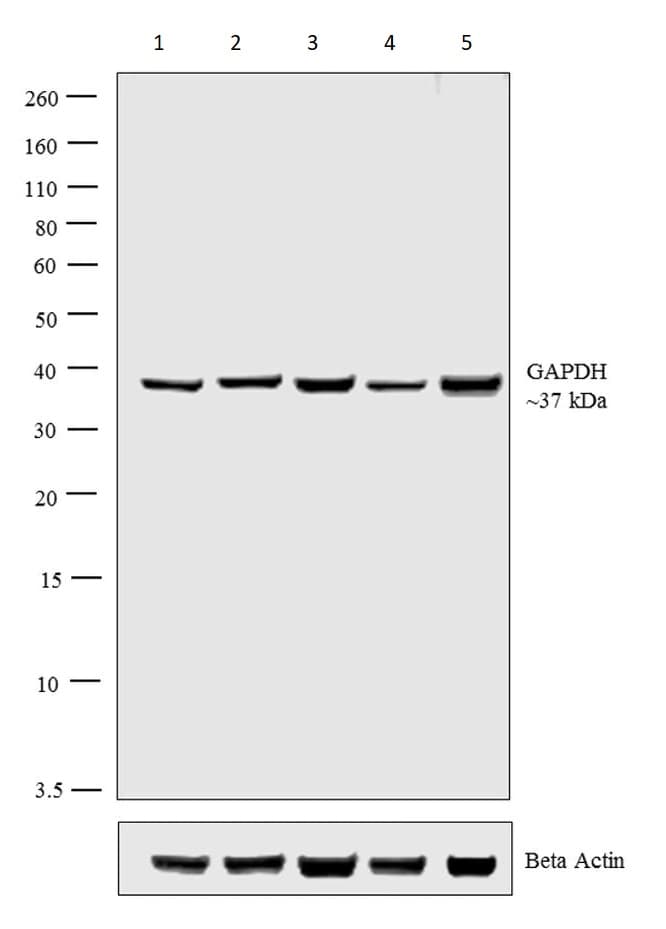 Anti-GAPDH antibody - Loading Control(AB22555)