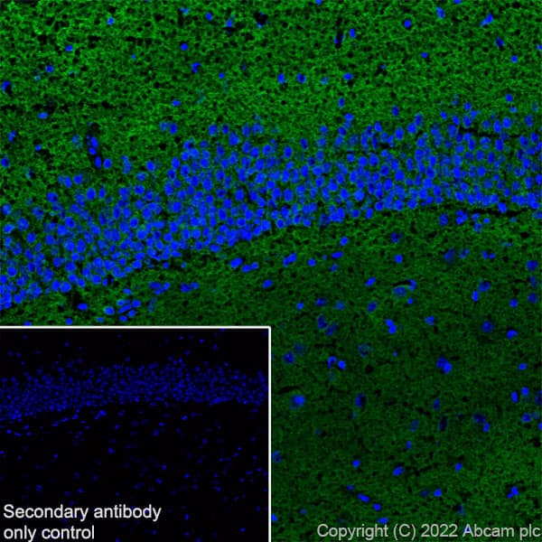 Gaba A Receptor Alpha 2 Gabra2 Antibody Epr26485 185 Bsa And Azide Free Ab307360  Immunohistochemistry Frozen Sections Img405541