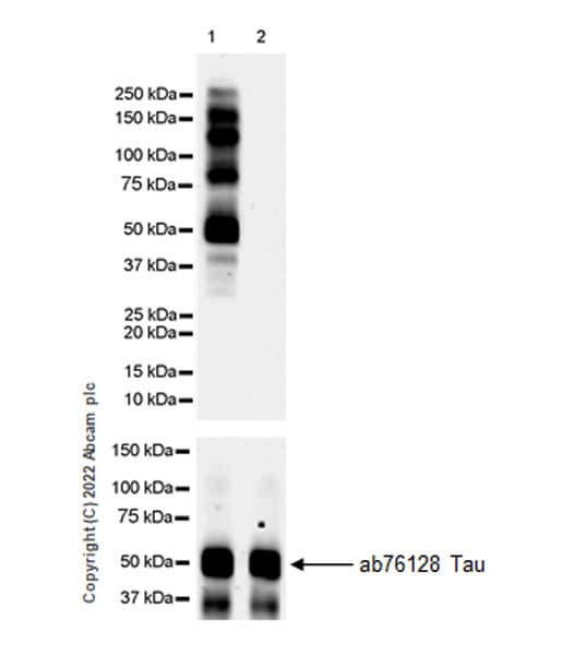 Anti-Tau (phospho T217) antibody [EPR24654-110](AB291080)
