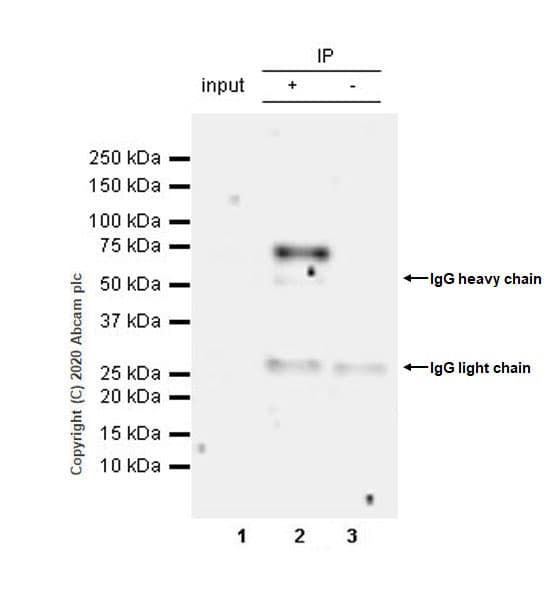 Anti-IFFO2 antibody [EPR22712-35] - BSA and Azide free(AB279340)