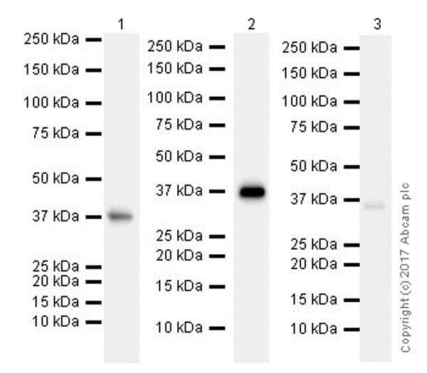 Anti-DAZL antibody [EPR21028] - BSA and Azide free(AB228135)