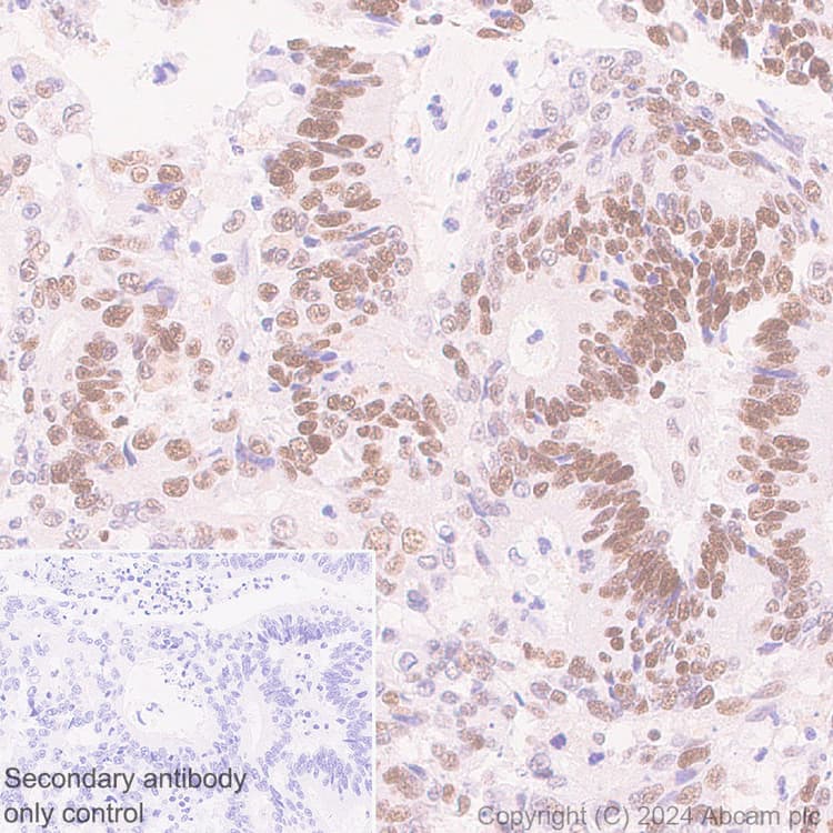 Anti-MCM2 antibody [RM1146] - BSA and Azide free(AB317753)