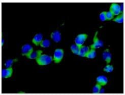 Anti-eIF3e antibody [EPR6878(2)](AB134958)