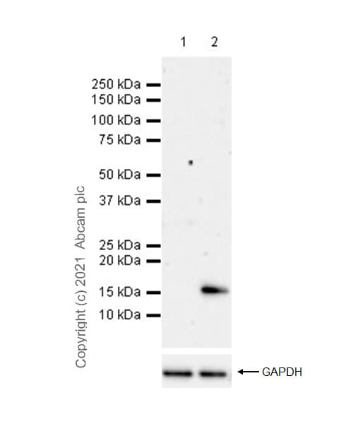 Anti-Histone H3 (citrulline R2 + R8 + R17) antibody [RM1001](AB281584)