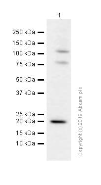 Anti-Glucagon antibody [EP3070] - BSA and Azide free(AB167078)