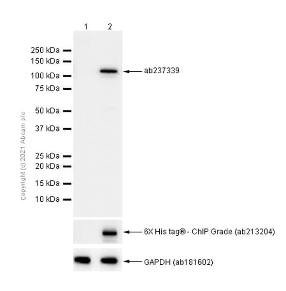 HRP Anti-6X His tag® antibody [EPR20547](AB237339)