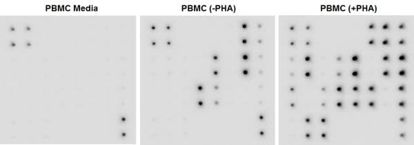 Cytokine Array - Human Cytokine Antibody Array (Membrane, 23 Targets)(AB133996)