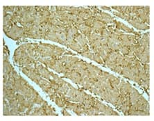 Superoxide Dismutase 3 Ec Sod Antibody Epr10860 Bsa And Azide Free Ab249643  Immunohistochemistry Formalin Pfa Fixed Paraffin Embedded Sections Img85623