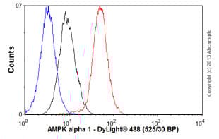 Anti-AMPK alpha 1 antibody [Y365](AB32047)
