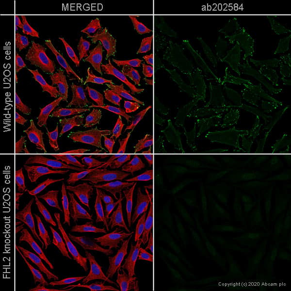 Human Fhl2 Knockout U 2 Os Cell Line Ab262496  Immunocytochemistry Immunofluorescence Img66576
