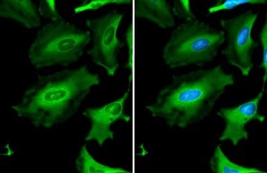 Anti-GAPDH antibody - Loading Control(AB210113)